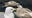 Mysterious illness plaguing Southern California seagulls