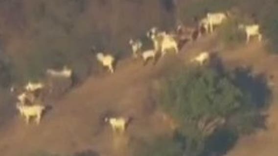 Farm animals briefly caught near brush fire in Sylmar