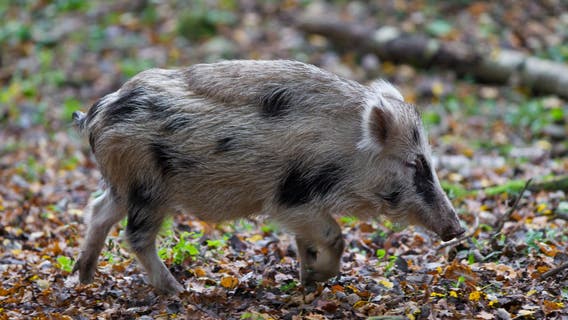 Wild pigs with blue meat found in California