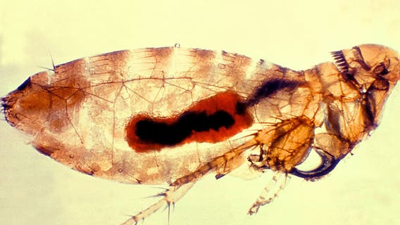 Flea-borne typhus cases rising in LA County