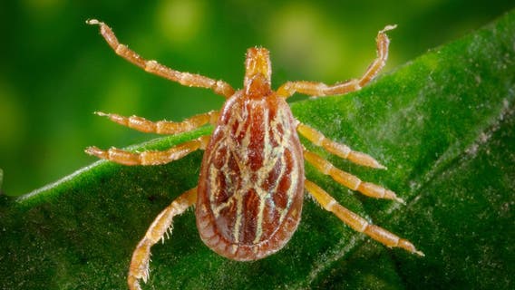 Flea-borne typhus outbreak reported in Long Beach