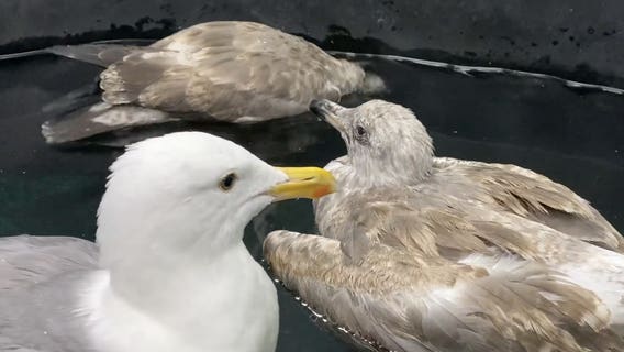 Mysterious illness plaguing Southern California seagulls