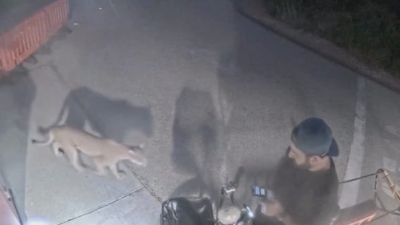 Man has close encounter with mountain lion in Malibu