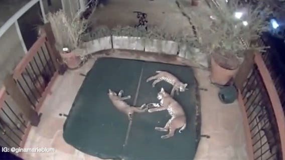 CAUGHT ON CAMERA : Mama bobcat, two kittens have sleepover in Saugus