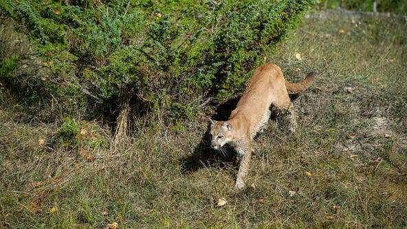 11-year-old girl attacked by mountain lion in Malibu
