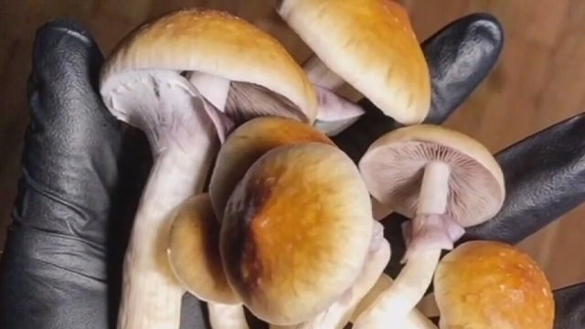 Annual conference explores the future of psychedelics