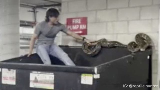 20-foot sick python ditched in LA dumpster