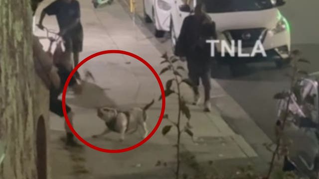 Dog stabbed during fight on Long Beach sidewalk