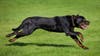 86-year-old man dies after rottweiler attack in Norwalk