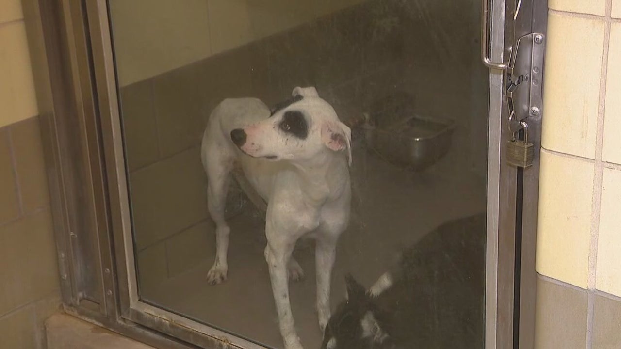 Advocates speak out against LA Animal Services’ dog transfer policy