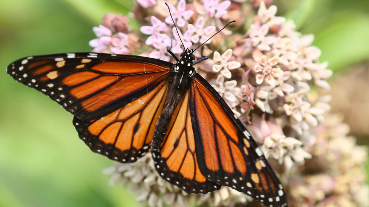 Californians urged to report monarch butterfly sightings