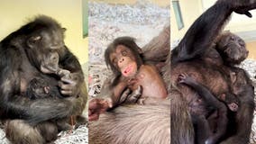 LA Zoo welcomes two new female Chimpanzees