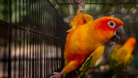 West Hollywood officially bans all retail sales of live animals