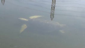 Endangered sea turtles thriving in the San Gabriel River