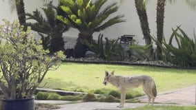 Playa del Rey residents terrified as coyotes roam neighborhood