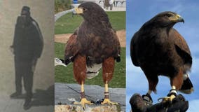 Stolen SoFi Stadium hawk reunited with owner; Second bird still missing