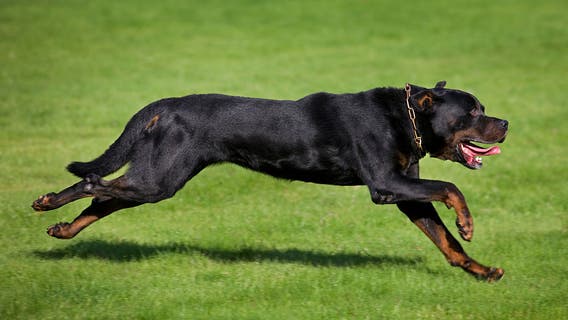 86-year-old man dies after rottweiler attack in Norwalk