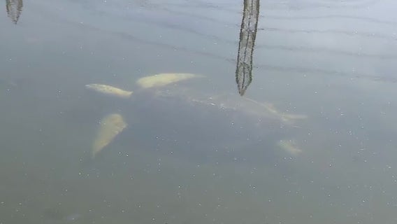 Endangered sea turtles thriving in the San Gabriel River