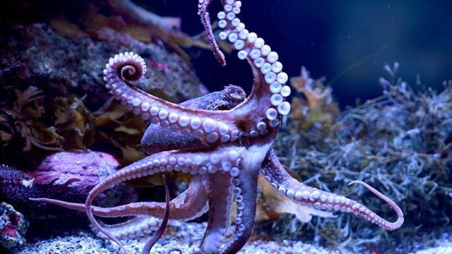 Beloved Aquarium of the Pacific octopus spends last days caring for eggs, although they won't hatch
