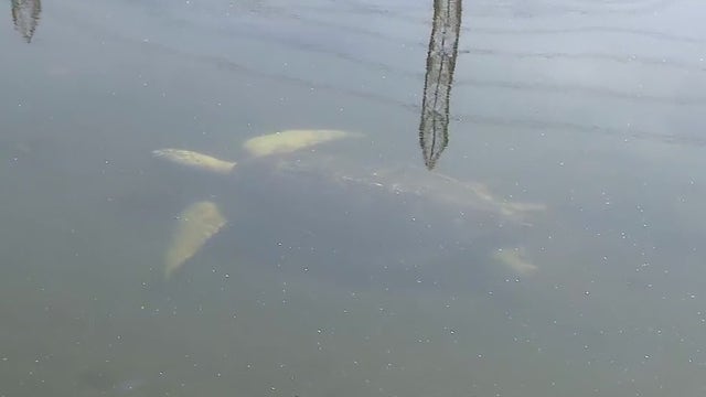 Endangered sea turtles thriving in the San Gabriel River