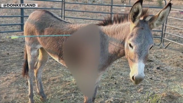 Wild burro shot with arrow in Riverside County, animal rescue says 'serial archer' at large