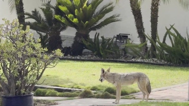 Playa del Rey residents terrified as coyotes roam neighborhood
