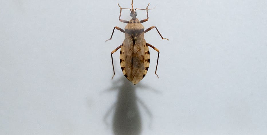 Chagas disease carried by the kissing bug spreading across US: What to know