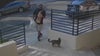 Delivery driver allegedly stole cat from West Hollywood home, tried to return it and claim award money