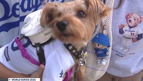 Can never have too much Dodger gear, fans in Inland Empire say amid World Series run