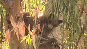 Bears spotted roaming Encino neighborhood