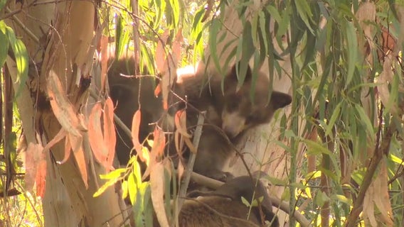 Bears spotted roaming Encino neighborhood