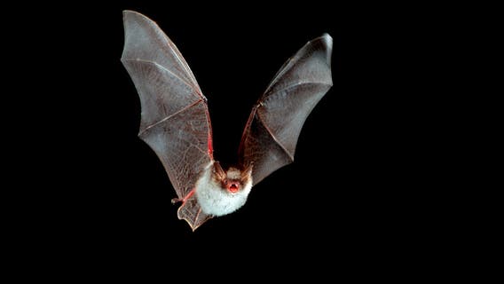 Bat in OC tests positives for rabies