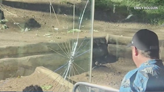 Charging gorilla smashes enclosure glass at San Diego Zoo