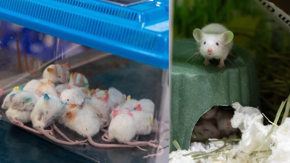 Hoarding horror: Pasadena Humane rescues nearly 100 small animals in San Gabriel Valley bust