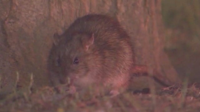 Los Angeles named No. 1 rat hotspot in America, Yelp reports