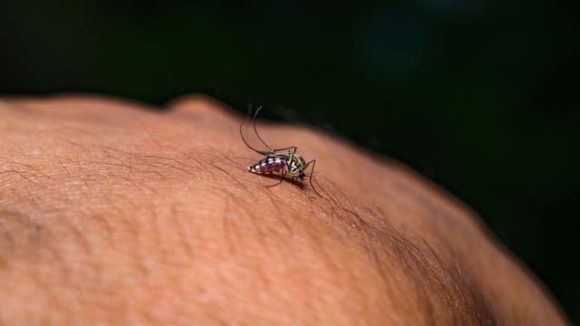 LA County confirms first West Nile virus death of the year