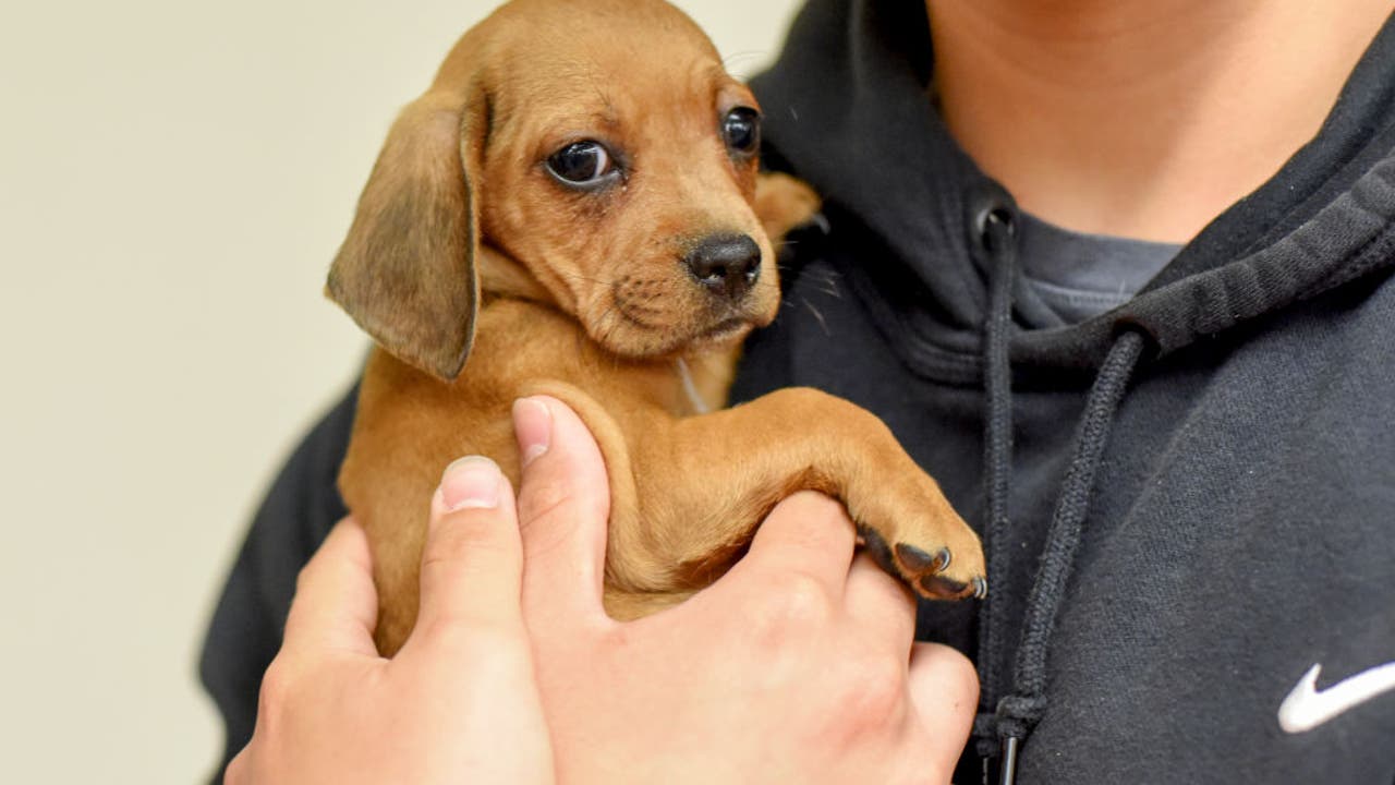 Volunteer puppy raisers needed in Los Angeles area: How to apply
