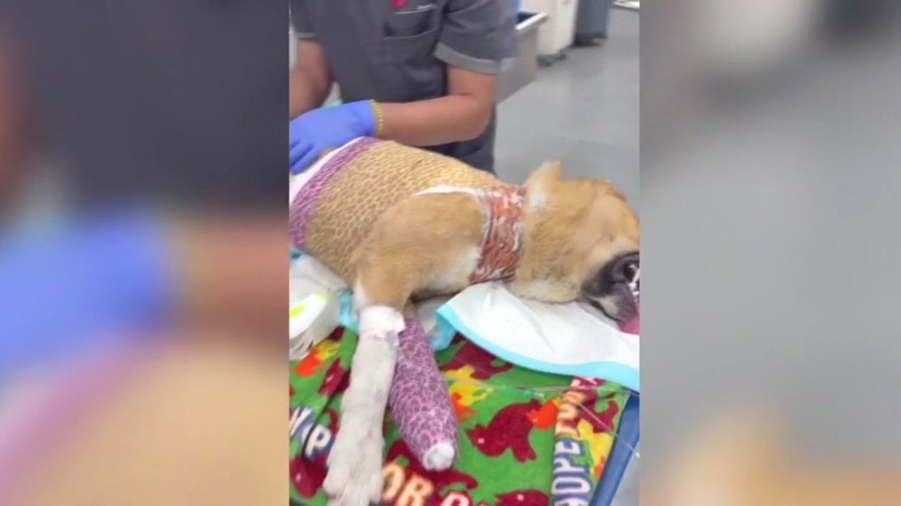 Dogs burned, mutilated, stuffed in trash bags Los Angeles, animal rescuers say