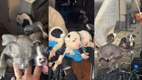 14 dogs recovered after officers discover puppy mill at Skid Row homeless encampment