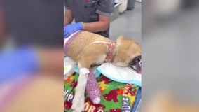 Dogs burned, mutilated, stuffed in trash bags in Los Angeles, animal rescuers say
