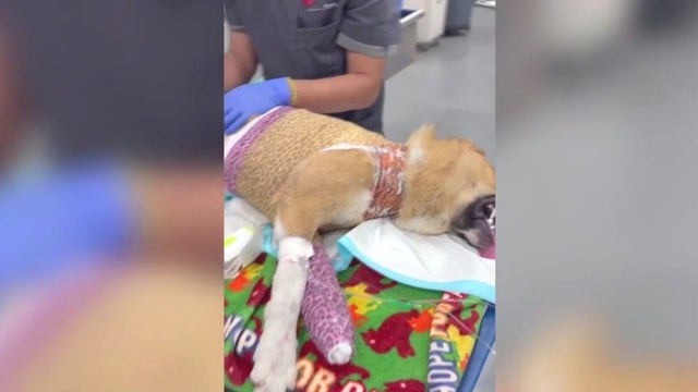 Dogs burned, mutilated, stuffed in trash bags in Los Angeles, animal rescuers say