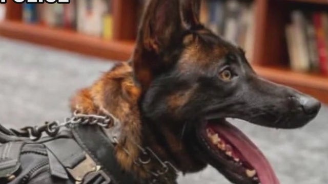Burbank police dog killed in line of duty during standoff near 5 Freeway