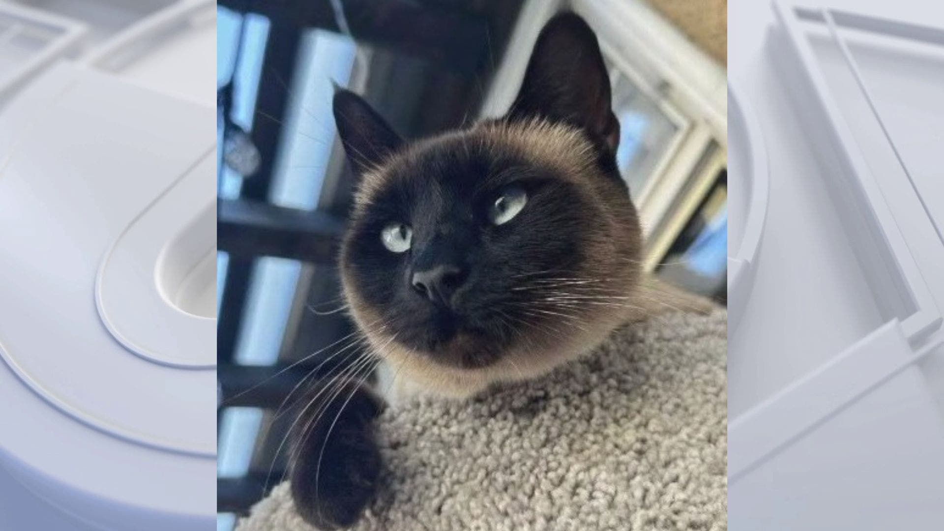 Lakewood woman says delivery driver stole her cat