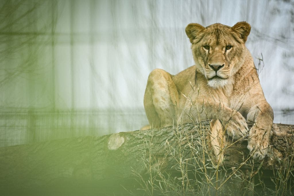 Man mauled to death by lion after climbing into zoo enclosure