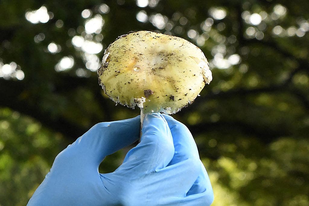 California warns of dangerous spike in mushroom poisonings