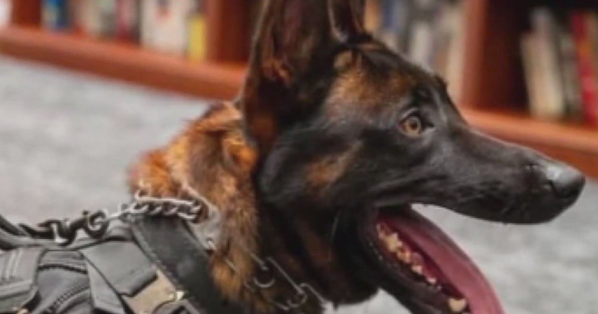 Bodycam shows fatal shooting of Burbank K-9 Spike