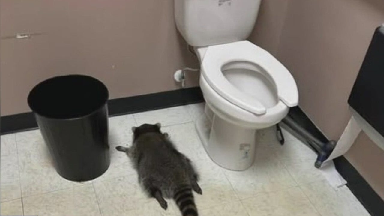 Drunk raccoon found passed out in liquor store bathroom