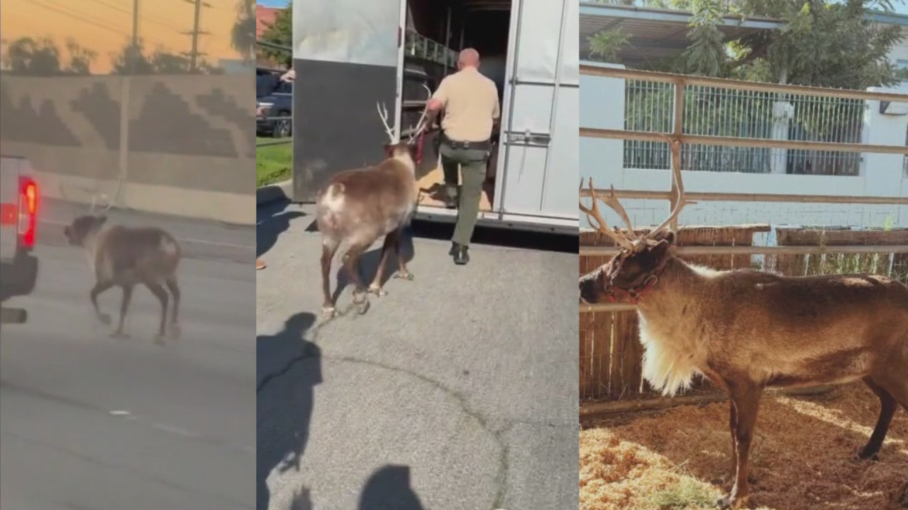 Reindeer spotted running on LA freeway
