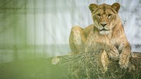 Man mauled to death by lion after climbing into zoo enclosure