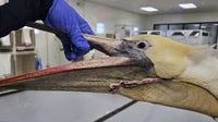 California brown pelican recovering after apparent neck slashing